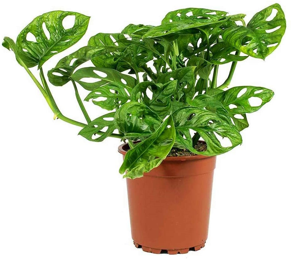 Monstera Adansonii, Swiss Cheese Plant - www.FOP.ae Buy online Best and Healthy Plants and quality products guarantee in Dubai Plants Shop in Dubai Abu Dhabi all over UAE Plants near me Fresh Plants in Dubai where to buy plants in UAE - FOP.ae