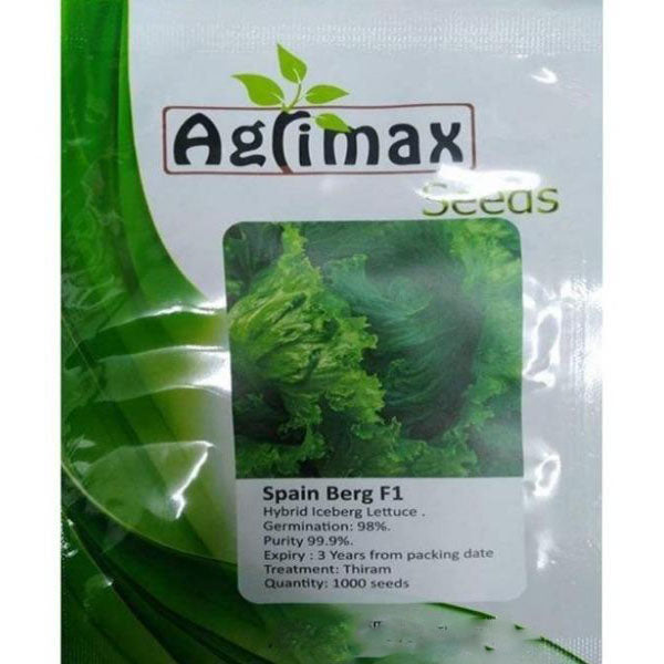 Spain Berg F1 Iceberg Lettuce Premium Quality Seeds - www.FOP.ae Buy online Best and Healthy Plants and quality products guarantee in Dubai Plants Shop in Dubai Abu Dhabi all over UAE Plants near me Fresh Plants in Dubai where to buy plants in UAE - FOP.ae