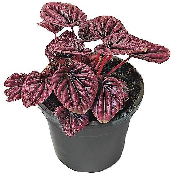 Peperomia Red Luna - www.FOP.ae Buy online Best and Healthy Plants and quality products guarantee in Dubai Plants Shop in Dubai Abu Dhabi all over UAE Plants near me Fresh Plants in Dubai where to buy plants in UAE - FOP.ae