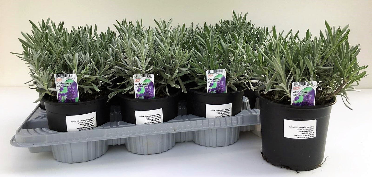 Lavender Herb, Lavandula Dentata - www.FOP.ae Buy online Best and Healthy Plants and quality products guarantee in Dubai Plants Shop in Dubai Abu Dhabi all over UAE Plants near me Fresh Plants in Dubai where to buy plants in UAE - FOP.ae