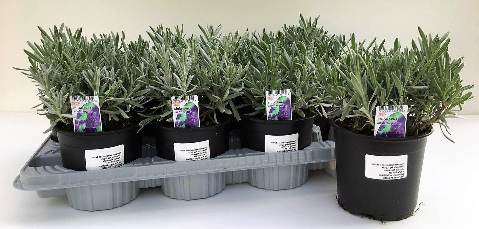 Lavender Herb, Lavandula Dentata - www.FOP.ae Buy online Best and Healthy Plants and quality products guarantee in Dubai Plants Shop in Dubai Abu Dhabi all over UAE Plants near me Fresh Plants in Dubai where to buy plants in UAE - FOP.ae