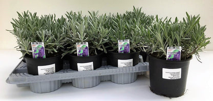 Lavender Herb, Lavandula Dentata - www.FOP.ae Buy online Best and Healthy Plants and quality products guarantee in Dubai Plants Shop in Dubai Abu Dhabi all over UAE Plants near me Fresh Plants in Dubai where to buy plants in UAE - FOP.ae