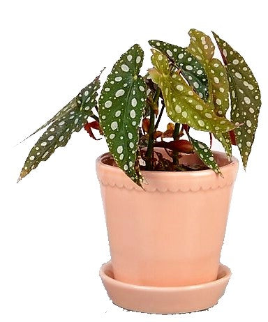 Polka Dot begonia, Begonia Maculata - www.FOP.ae Buy online Best and Healthy Plants and quality products guarantee in Dubai Plants Shop in Dubai Abu Dhabi all over UAE Plants near me Fresh Plants in Dubai where to buy plants in UAE - FOP.ae
