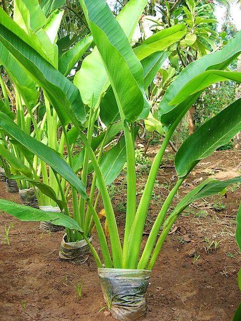 Ravenala Madagascariensis, Traveller’s Palm - www.FOP.ae Buy online Best and Healthy Plants and quality products guarantee in Dubai Plants Shop in Dubai Abu Dhabi all over UAE Plants near me Fresh Plants in Dubai where to buy plants in UAE - FOP.ae