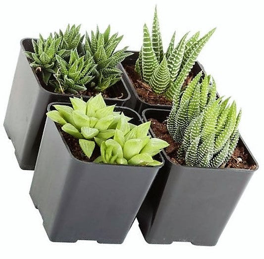 Mini succulents Haworthia - www.FOP.ae Buy online Best and Healthy Plants and quality products guarantee in Dubai Plants Shop in Dubai Abu Dhabi all over UAE Plants near me Fresh Plants in Dubai where to buy plants in UAE - FOP.ae