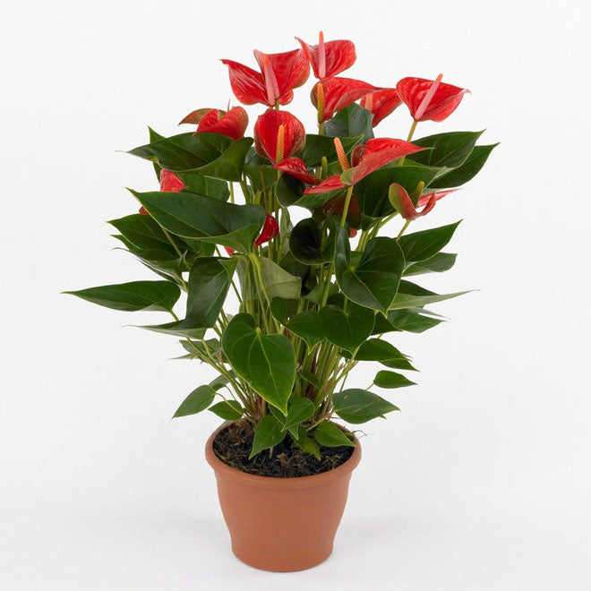 The Flamingo Flower, Anthurium, Andreanum - www.FOP.ae Buy online Best and Healthy Plants and quality products guarantee in Dubai Plants Shop in Dubai Abu Dhabi all over UAE Plants near me Fresh Plants in Dubai where to buy plants in UAE - FOP.ae