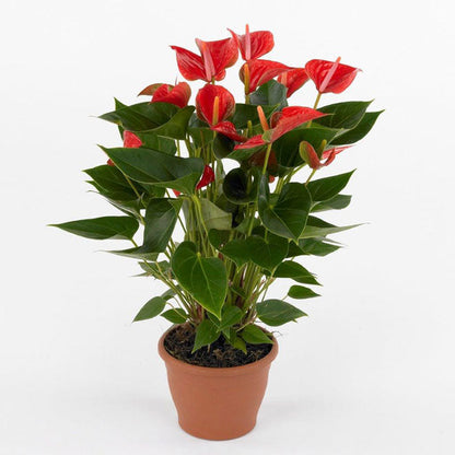 The Flamingo Flower, Anthurium, Andreanum - www.FOP.ae Buy online Best and Healthy Plants and quality products guarantee in Dubai Plants Shop in Dubai Abu Dhabi all over UAE Plants near me Fresh Plants in Dubai where to buy plants in UAE - FOP.ae