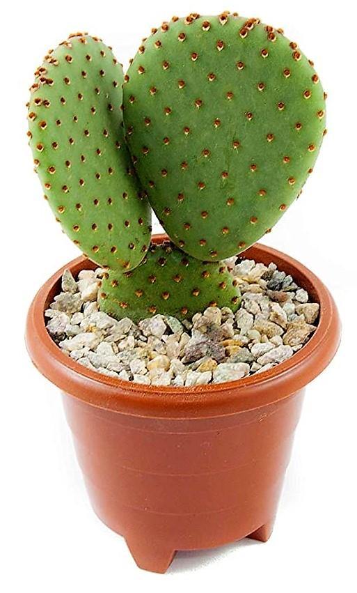 Bunny Ears, Cactus Opuntia Albata - www.FOP.ae Buy online Best and Healthy Plants and quality products guarantee in Dubai Plants Shop in Dubai Abu Dhabi all over UAE Plants near me Fresh Plants in Dubai where to buy plants in UAE - FOP.ae