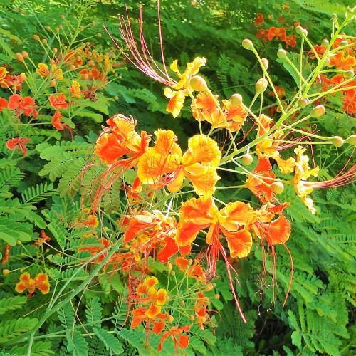Caesalpinia pulcherrima, Peacock Flower - www.FOP.ae Buy online Best and Healthy Plants and quality products guarantee in Dubai Plants Shop in Dubai Abu Dhabi all over UAE Plants near me Fresh Plants in Dubai where to buy plants in UAE - FOP.ae