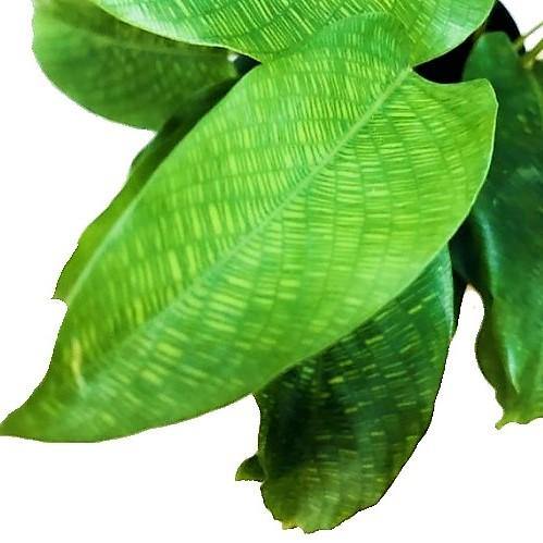 Calathea Mosaica, Network - www.FOP.ae Buy online Best and Healthy Plants and quality products guarantee in Dubai Plants Shop in Dubai Abu Dhabi all over UAE Plants near me Fresh Plants in Dubai where to buy plants in UAE - FOP.ae
