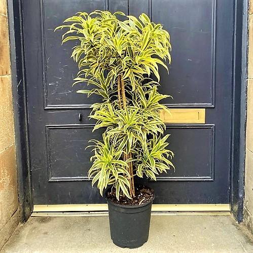 Dracaena Reflexa, Song of India, Pleomele - www.FOP.ae Buy online Best and Healthy Plants and quality products guarantee in Dubai Plants Shop in Dubai Abu Dhabi all over UAE Plants near me Fresh Plants in Dubai where to buy plants in UAE - FOP.ae