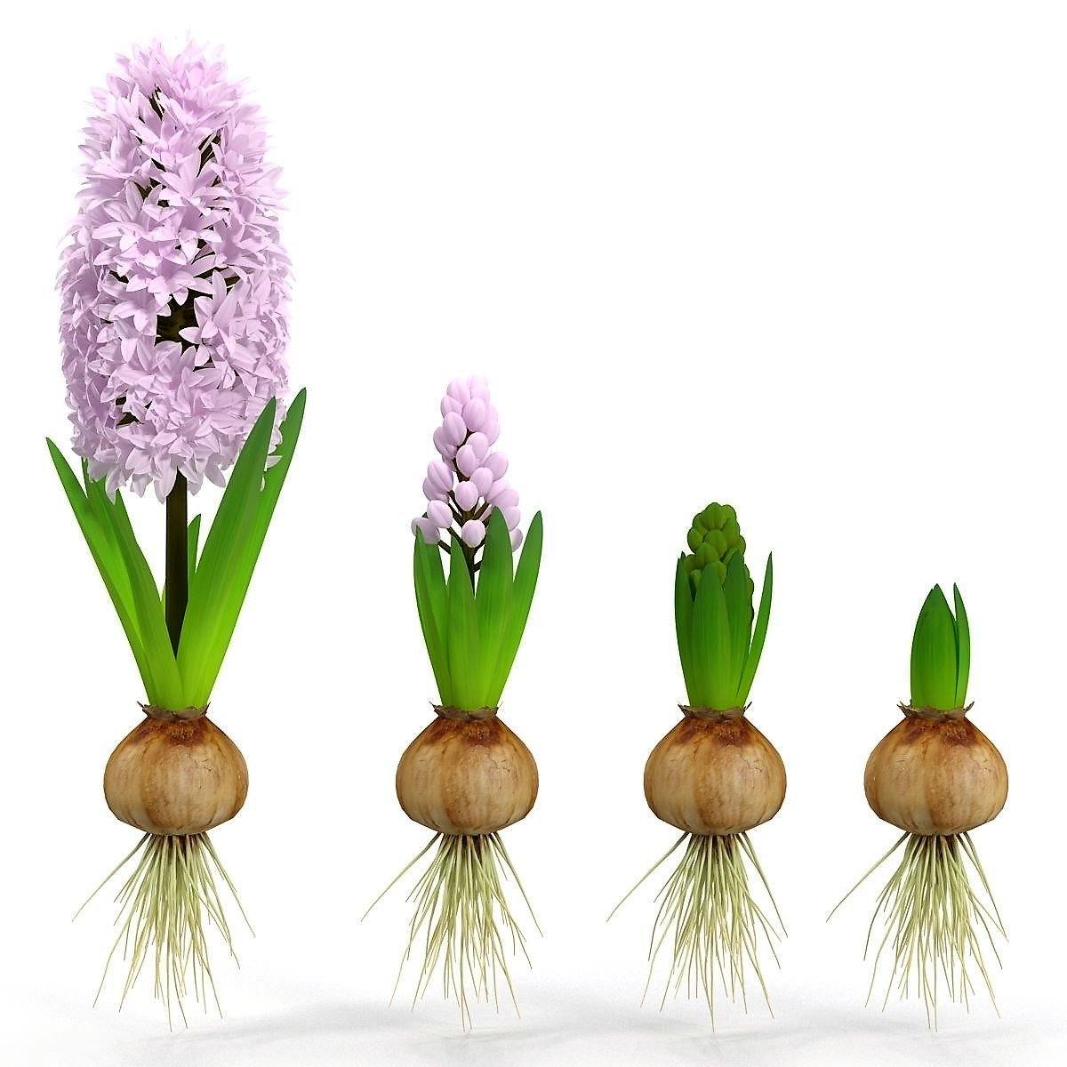 Hyacinth Bulb Fragrance - www.FOP.ae Buy online Best and Healthy Plants and quality products guarantee in Dubai Plants Shop in Dubai Abu Dhabi all over UAE Plants near me Fresh Plants in Dubai where to buy plants in UAE - FOP.ae