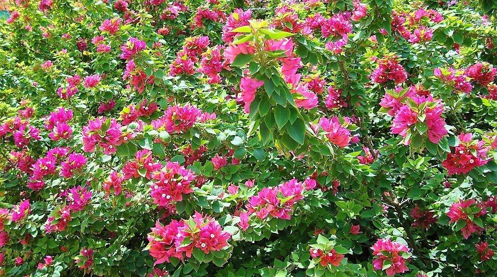 Bougainvillea Pink Pixie - www.FOP.ae Buy online Best and Healthy Plants and quality products guarantee in Dubai Plants Shop in Dubai Abu Dhabi all over UAE Plants near me Fresh Plants in Dubai where to buy plants in UAE - FOP.ae