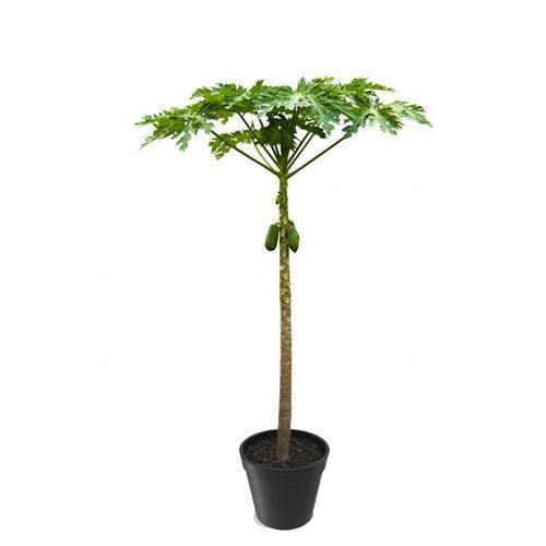 Papaya Tree, Carica Papaya, شجرة البابايا - www.FOP.ae Buy online Best and Healthy Plants and quality products guarantee in Dubai Plants Shop in Dubai Abu Dhabi all over UAE Plants near me Fresh Plants in Dubai where to buy plants in UAE - FOP.ae