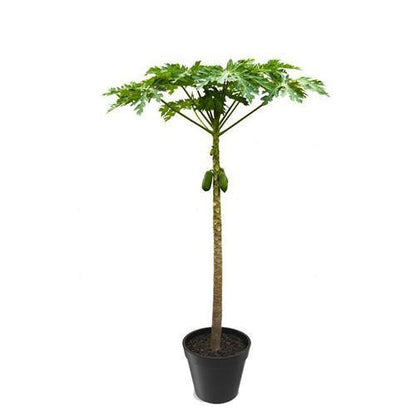Papaya Tree, Carica Papaya, شجرة البابايا - www.FOP.ae Buy online Best and Healthy Plants and quality products guarantee in Dubai Plants Shop in Dubai Abu Dhabi all over UAE Plants near me Fresh Plants in Dubai where to buy plants in UAE - FOP.ae
