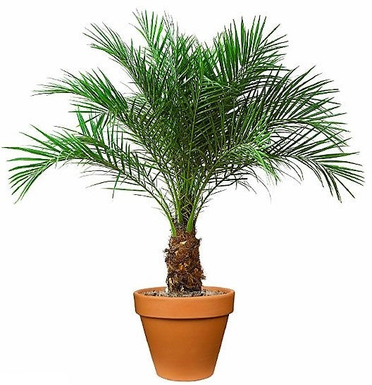 Phoenix Roebelenii, Miniature Date Palm, Dwarf Pygmy Date palm - www.FOP.ae Buy online Best and Healthy Plants and quality products guarantee in Dubai Plants Shop in Dubai Abu Dhabi all over UAE Plants near me Fresh Plants in Dubai where to buy plants in UAE - FOP.ae