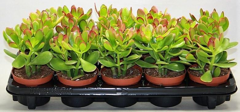 Crassula ovata Mini, Dollar Plant, Jade Plant - www.FOP.ae Buy online Best and Healthy Plants and quality products guarantee in Dubai Plants Shop in Dubai Abu Dhabi all over UAE Plants near me Fresh Plants in Dubai where to buy plants in UAE - FOP.ae