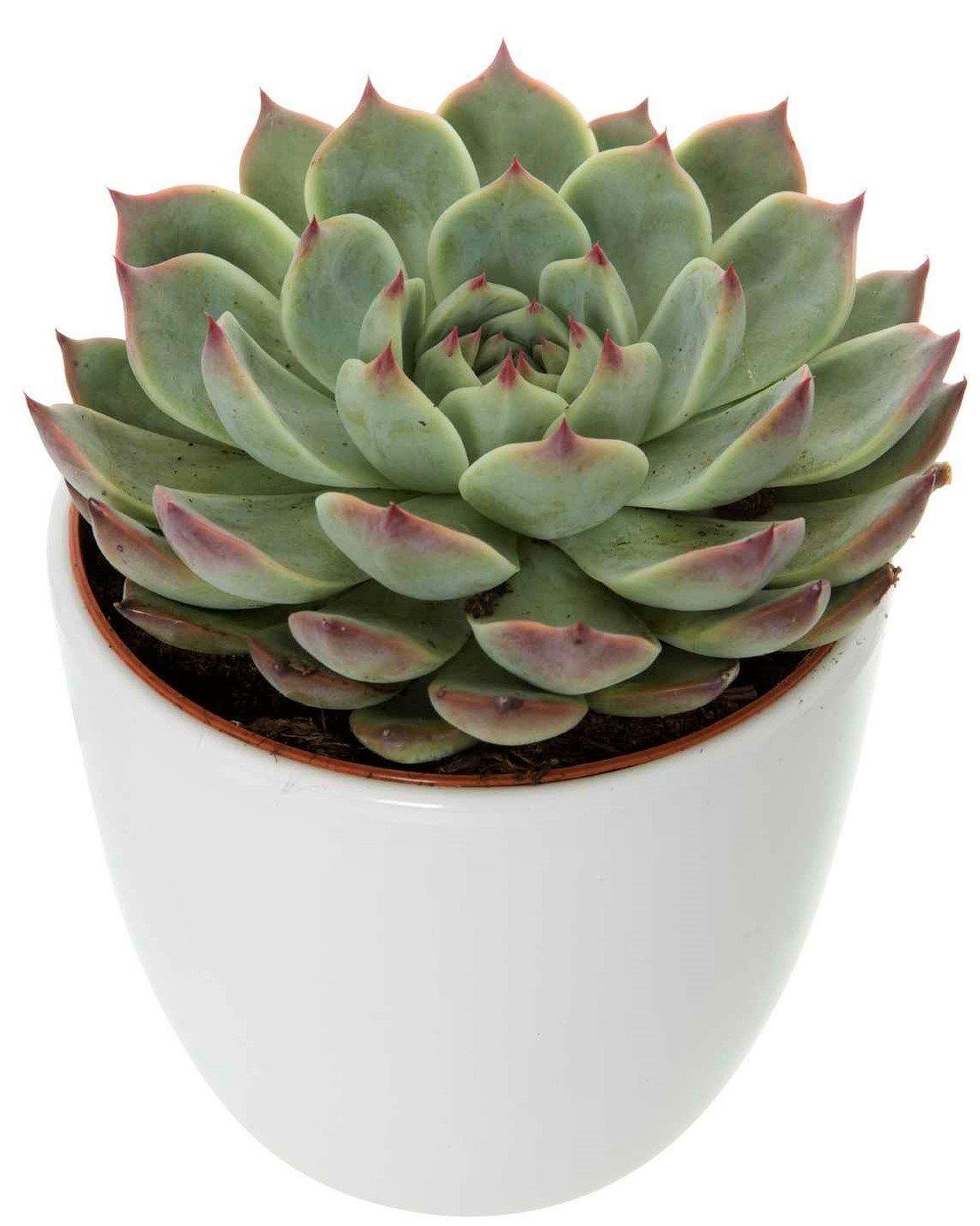 Echeveria succulent - www.FOP.ae Buy online Best and Healthy Plants and quality products guarantee in Dubai Plants Shop in Dubai Abu Dhabi all over UAE Plants near me Fresh Plants in Dubai where to buy plants in UAE - FOP.ae