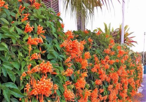Campsis Radicans, Trumpet Vine - www.FOP.ae Buy online Best and Healthy Plants and quality products guarantee in Dubai Plants Shop in Dubai Abu Dhabi all over UAE Plants near me Fresh Plants in Dubai where to buy plants in UAE - FOP.ae