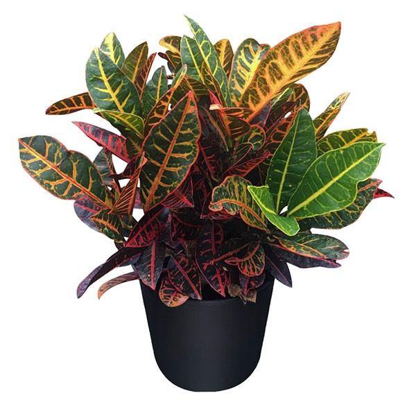 Codiaeum Variegatum , Croton (Indoor) - www.FOP.ae Buy online Best and Healthy Plants and quality products guarantee in Dubai Plants Shop in Dubai Abu Dhabi all over UAE Plants near me Fresh Plants in Dubai where to buy plants in UAE - FOP.ae