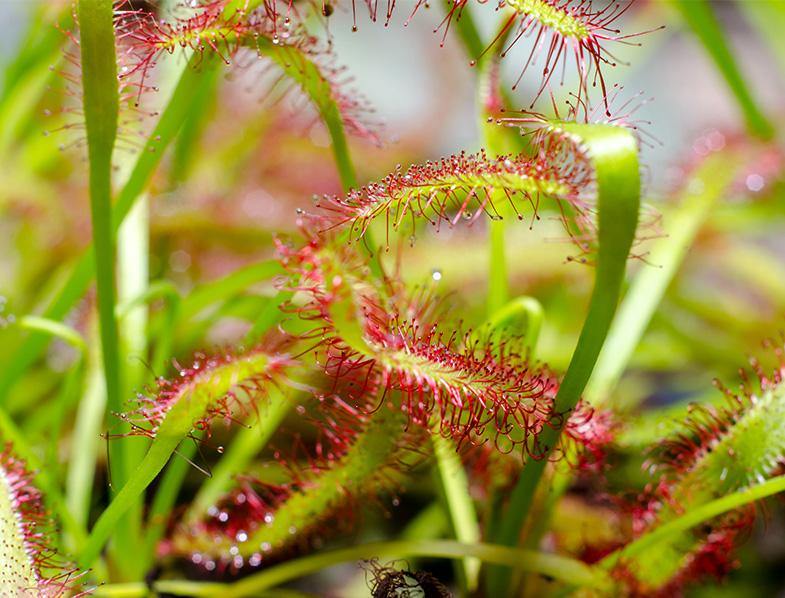 Drosera capensis or Cape Sundew - www.FOP.ae Buy online Best and Healthy Plants and quality products guarantee in Dubai Plants Shop in Dubai Abu Dhabi all over UAE Plants near me Fresh Plants in Dubai where to buy plants in UAE - FOP.ae