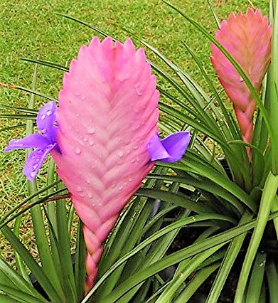 Pink Quill Tillandsia Cyanea - www.FOP.ae Buy online Best and Healthy Plants and quality products guarantee in Dubai Plants Shop in Dubai Abu Dhabi all over UAE Plants near me Fresh Plants in Dubai where to buy plants in UAE - FOP.ae