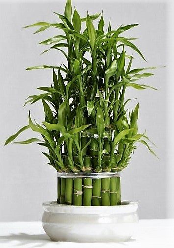 Lucky Bamboo Steps, Dracaena Sanderiana - www.FOP.ae Buy online Best and Healthy Plants and quality products guarantee in Dubai Plants Shop in Dubai Abu Dhabi all over UAE Plants near me Fresh Plants in Dubai where to buy plants in UAE - FOP.ae