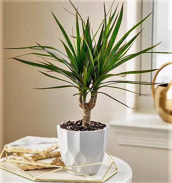 Dracaena Draco, Drago, Dragon Tree - www.FOP.ae Buy online Best and Healthy Plants and quality products guarantee in Dubai Plants Shop in Dubai Abu Dhabi all over UAE Plants near me Fresh Plants in Dubai where to buy plants in UAE - FOP.ae