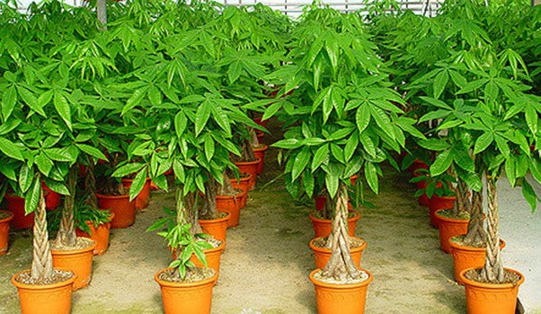 Pachira Aquatica, Money Tree (Twisted Trunk) - www.FOP.ae Buy online Best and Healthy Plants and quality products guarantee in Dubai Plants Shop in Dubai Abu Dhabi all over UAE Plants near me Fresh Plants in Dubai where to buy plants in UAE - FOP.ae