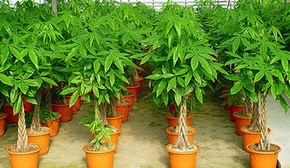 Pachira Aquatica, Money Tree (Twisted Trunk) - www.FOP.ae Buy online Best and Healthy Plants and quality products guarantee in Dubai Plants Shop in Dubai Abu Dhabi all over UAE Plants near me Fresh Plants in Dubai where to buy plants in UAE - FOP.ae
