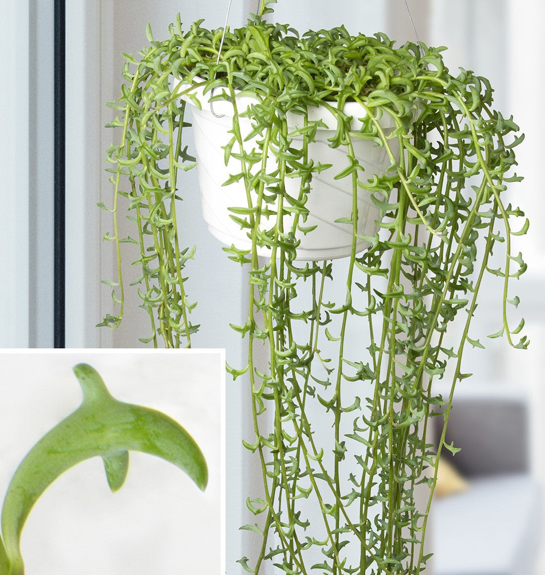 String of Dolphins , Senecio Peregrinus - www.FOP.ae Buy online Best and Healthy Plants and quality products guarantee in Dubai Plants Shop in Dubai Abu Dhabi all over UAE Plants near me Fresh Plants in Dubai where to buy plants in UAE - FOP.ae