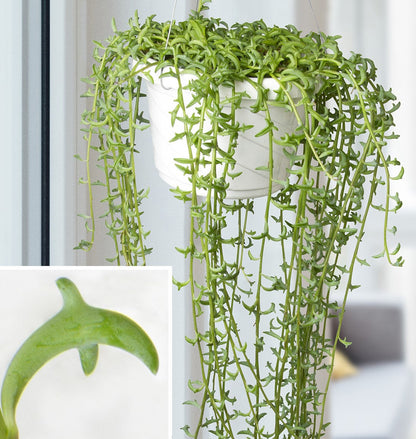 String of Dolphins , Senecio Peregrinus - www.FOP.ae Buy online Best and Healthy Plants and quality products guarantee in Dubai Plants Shop in Dubai Abu Dhabi all over UAE Plants near me Fresh Plants in Dubai where to buy plants in UAE - FOP.ae