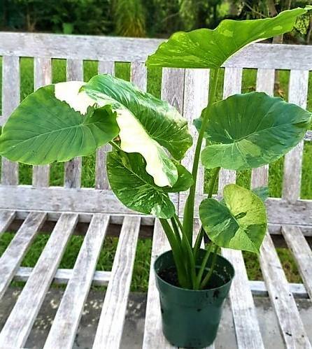 Alocasia California - www.FOP.ae Buy online Best and Healthy Plants and quality products guarantee in Dubai Plants Shop in Dubai Abu Dhabi all over UAE Plants near me Fresh Plants in Dubai where to buy plants in UAE - FOP.ae