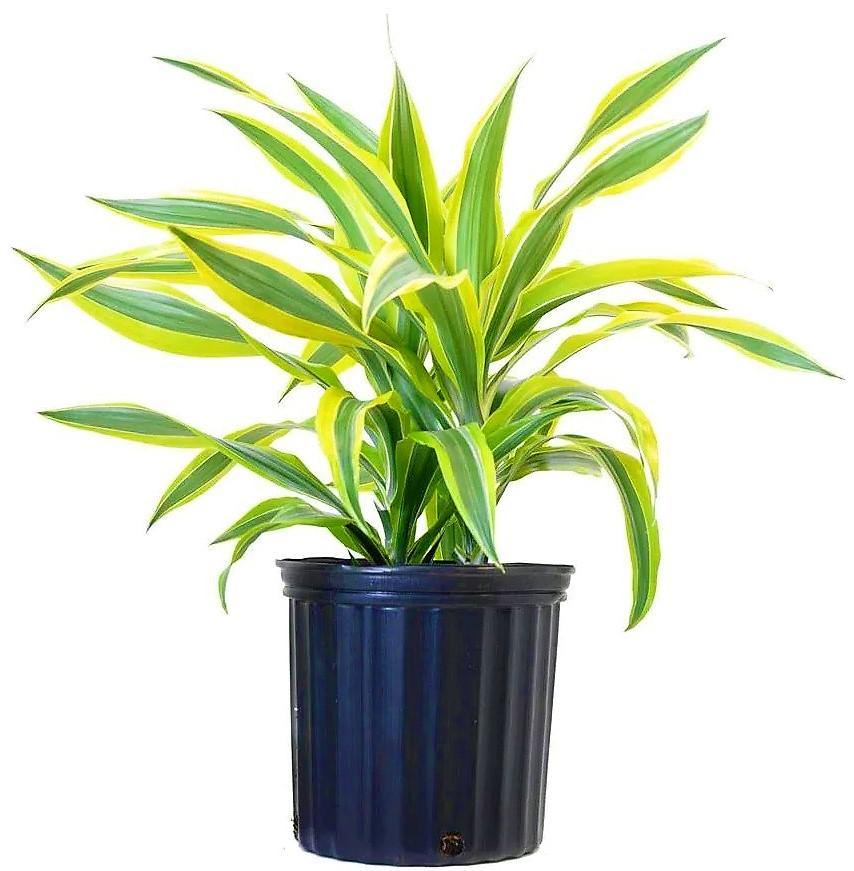 Dracaena Lemon Lime Mini - www.FOP.ae Buy online Best and Healthy Plants and quality products guarantee in Dubai Plants Shop in Dubai Abu Dhabi all over UAE Plants near me Fresh Plants in Dubai where to buy plants in UAE - FOP.ae