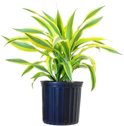 Dracaena Lemon Lime Mini - www.FOP.ae Buy online Best and Healthy Plants and quality products guarantee in Dubai Plants Shop in Dubai Abu Dhabi all over UAE Plants near me Fresh Plants in Dubai where to buy plants in UAE - FOP.ae