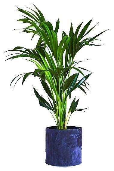 Areca Small, Butterfly Palm , Cane Palm - www.FOP.ae Buy online Best and Healthy Plants and quality products guarantee in Dubai Plants Shop in Dubai Abu Dhabi all over UAE Plants near me Fresh Plants in Dubai where to buy plants in UAE - FOP.ae