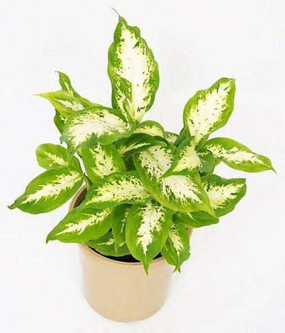 Dieffenbachia, Compacta, Dumb Cane, Leopard Lilly - www.FOP.ae Buy online Best and Healthy Plants and quality products guarantee in Dubai Plants Shop in Dubai Abu Dhabi all over UAE Plants near me Fresh Plants in Dubai where to buy plants in UAE - FOP.ae