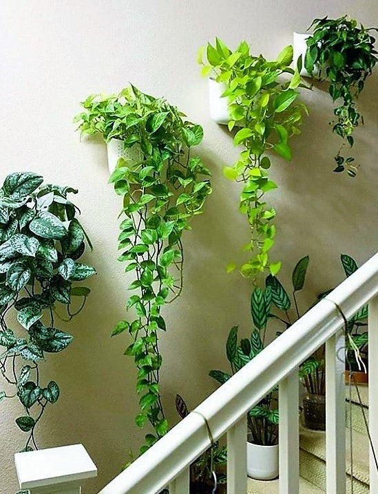Money Plant, Epipremnum Aureum, Hanging - www.FOP.ae Buy online Best and Healthy Plants and quality products guarantee in Dubai Plants Shop in Dubai Abu Dhabi all over UAE Plants near me Fresh Plants in Dubai where to buy plants in UAE - FOP.ae