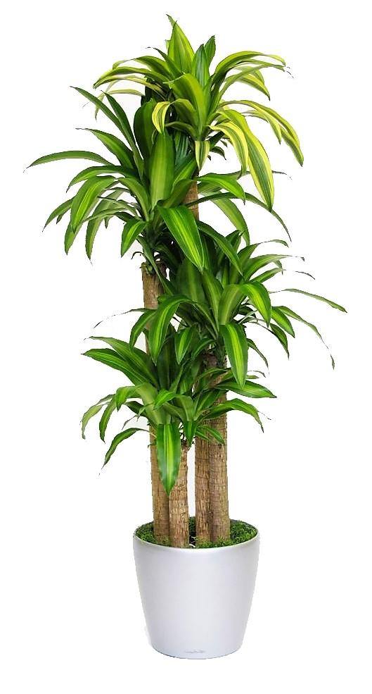 Dracaena Fragrans, Massangeana - www.FOP.ae Buy online Best and Healthy Plants and quality products guarantee in Dubai Plants Shop in Dubai Abu Dhabi all over UAE Plants near me Fresh Plants in Dubai where to buy plants in UAE - FOP.ae