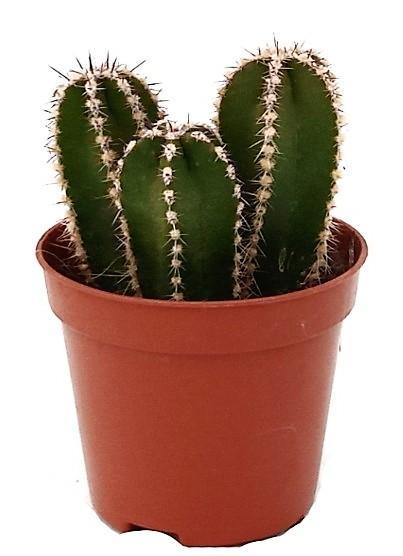 Echino Cactus - www.FOP.ae Buy online Best and Healthy Plants and quality products guarantee in Dubai Plants Shop in Dubai Abu Dhabi all over UAE Plants near me Fresh Plants in Dubai where to buy plants in UAE - FOP.ae