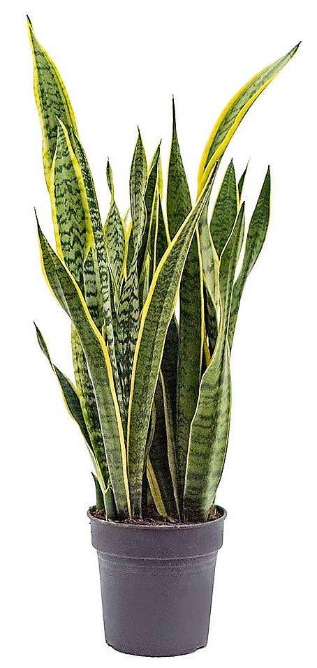 Snake Plant, Sansevieria Trifasciata, Laurentii, indoor - www.FOP.ae Buy online Best and Healthy Plants and quality products guarantee in Dubai Plants Shop in Dubai Abu Dhabi all over UAE Plants near me Fresh Plants in Dubai where to buy plants in UAE - FOP.ae