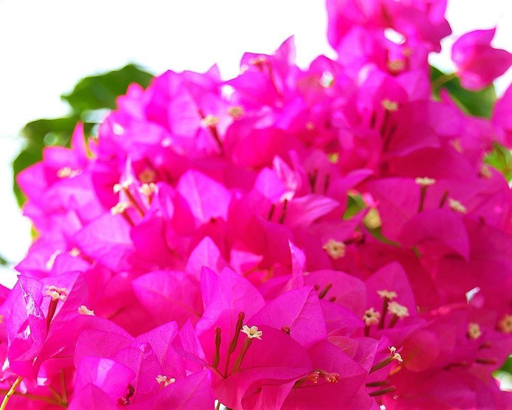 Bougainvillea Spectabilis Pink - www.FOP.ae Buy online Best and Healthy Plants and quality products guarantee in Dubai Plants Shop in Dubai Abu Dhabi all over UAE Plants near me Fresh Plants in Dubai where to buy plants in UAE - FOP.ae