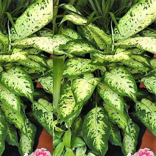 Dieffenbachia Seguine, Maroba, Mars - www.FOP.ae Buy online Best and Healthy Plants and quality products guarantee in Dubai Plants Shop in Dubai Abu Dhabi all over UAE Plants near me Fresh Plants in Dubai where to buy plants in UAE - FOP.ae