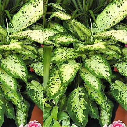 Dieffenbachia Seguine, Maroba, Mars - www.FOP.ae Buy online Best and Healthy Plants and quality products guarantee in Dubai Plants Shop in Dubai Abu Dhabi all over UAE Plants near me Fresh Plants in Dubai where to buy plants in UAE - FOP.ae