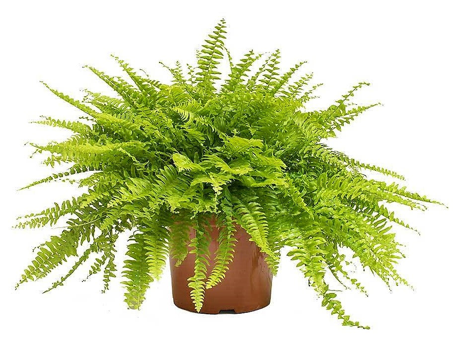 Nephrolepis exaltata, Green Lady, Boston Fern or Sword Fern - www.FOP.ae Buy online Best and Healthy Plants and quality products guarantee in Dubai Plants Shop in Dubai Abu Dhabi all over UAE Plants near me Fresh Plants in Dubai where to buy plants in UAE - FOP.ae