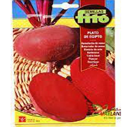 Table Beet Plato de Egipto 13g - www.FOP.ae Buy online Best and Healthy Plants and quality products guarantee in Dubai Plants Shop in Dubai Abu Dhabi all over UAE Plants near me Fresh Plants in Dubai where to buy plants in UAE - FOP.ae