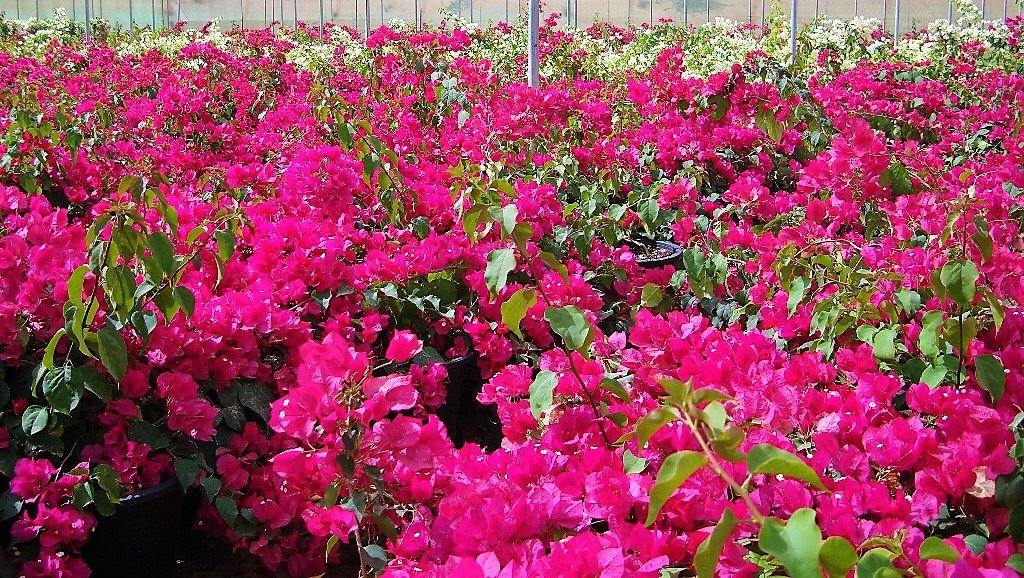 Great Bougainvillea, Bougainvillea Spectabilis - www.FOP.ae Buy online Best and Healthy Plants and quality products guarantee in Dubai Plants Shop in Dubai Abu Dhabi all over UAE Plants near me Fresh Plants in Dubai where to buy plants in UAE - FOP.ae