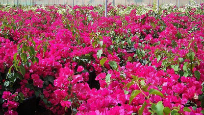 Great Bougainvillea, Bougainvillea Spectabilis - www.FOP.ae Buy online Best and Healthy Plants and quality products guarantee in Dubai Plants Shop in Dubai Abu Dhabi all over UAE Plants near me Fresh Plants in Dubai where to buy plants in UAE - FOP.ae