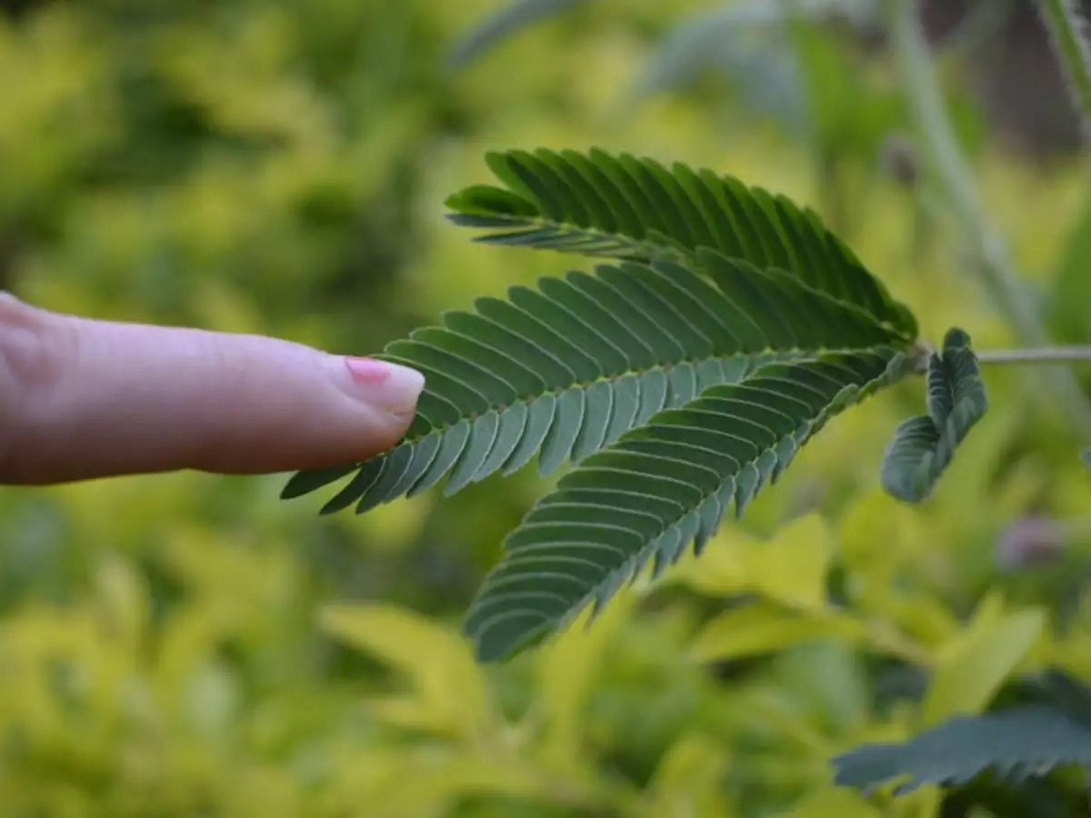 Touch me not, Mimosa Pudica - www.FOP.ae Buy online Best and Healthy Plants and quality products guarantee in Dubai Plants Shop in Dubai Abu Dhabi all over UAE Plants near me Fresh Plants in Dubai where to buy plants in UAE - FOP.ae