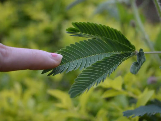 Touch me not, Mimosa Pudica - www.FOP.ae Buy online Best and Healthy Plants and quality products guarantee in Dubai Plants Shop in Dubai Abu Dhabi all over UAE Plants near me Fresh Plants in Dubai where to buy plants in UAE - FOP.ae
